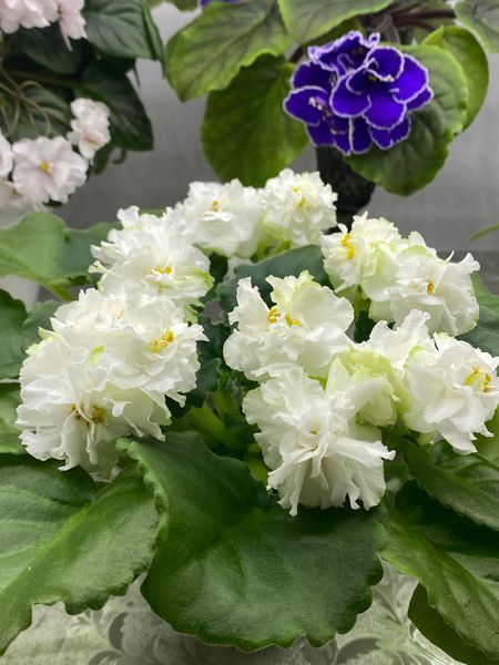 Pure Serenity s401d фото