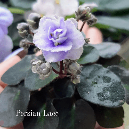 Persian Lace m89 фото