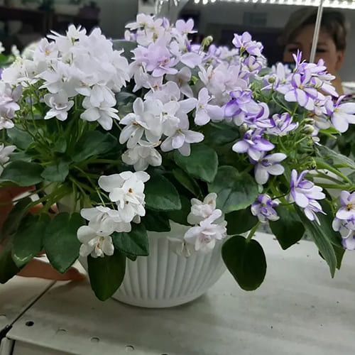 Rob's Humpty Doo t45 фото