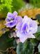 Persian Lace m89 фото 14