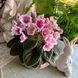 Ness' Angel Face m77d фото 16