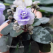 Persian Lace m89 фото 6