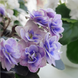 Persian Lace m89 фото 1