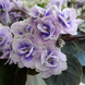 Persian Lace m89 фото 13