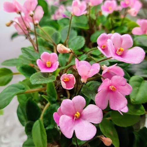 Brazos Belle t4 фото