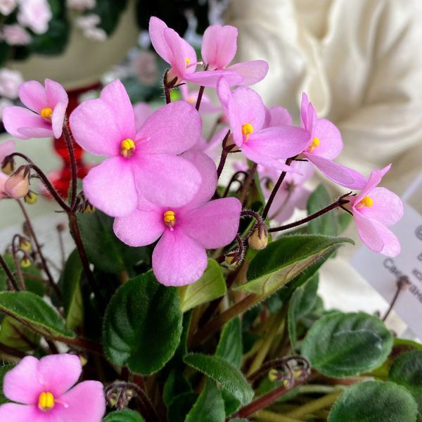 Brazos Belle t4 фото
