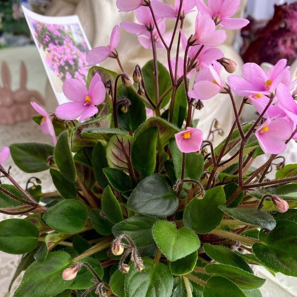 Brazos Belle t4 фото