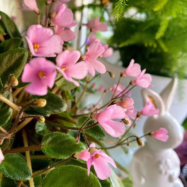 Brazos Belle t4 фото