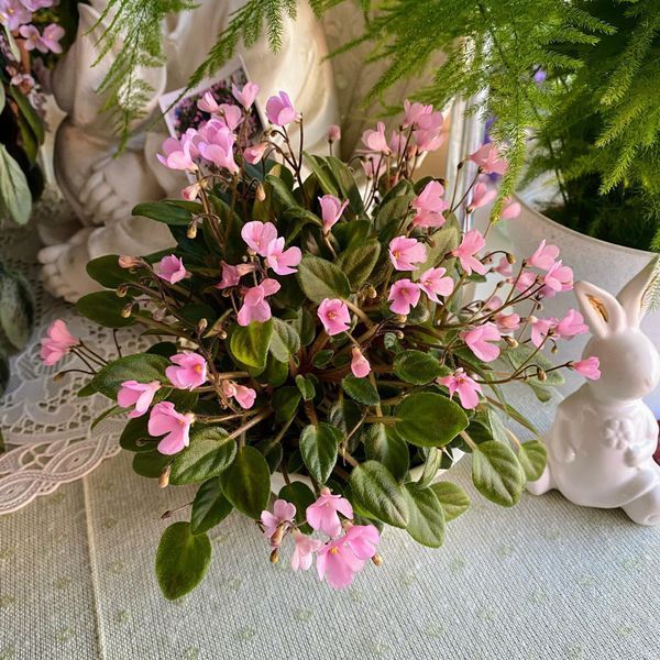 Brazos Belle t4 фото