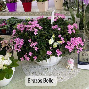 Brazos Belle (спорт) t5 фото