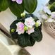 Little Darlin' m51 фото 3