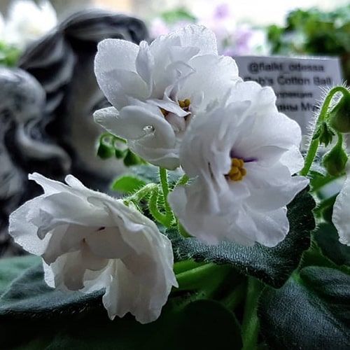 Rob's Cotton Ball m101 фото