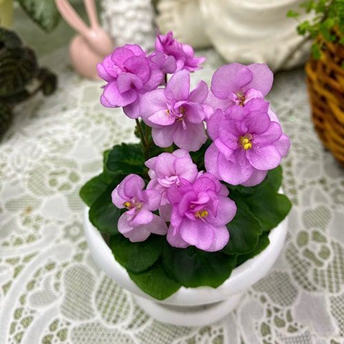 Little Miss Muffet m52 фото