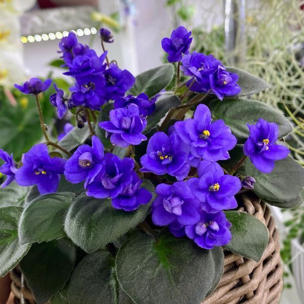 Cajun's McKenna Trail t7 фото
