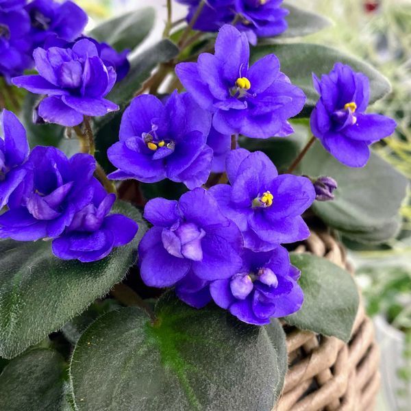 Cajun's McKenna Trail t7 фото