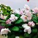 Taita Sofina t57 фото 6