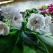 Rob's Cotton Ball m101 фото 2
