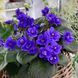 Cajun's McKenna Trail t7 фото 6