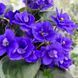 Cajun's McKenna Trail t7 фото 8