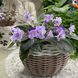 ТО-Єльфійський Аметист s410 фото 4