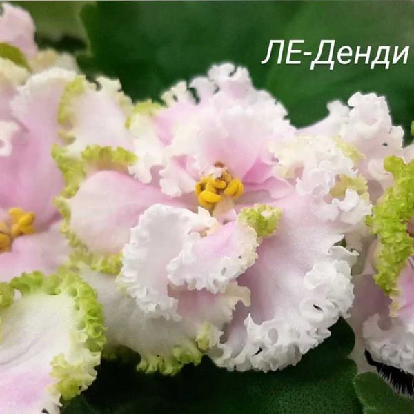 ЛЕ-Денди s146 фото