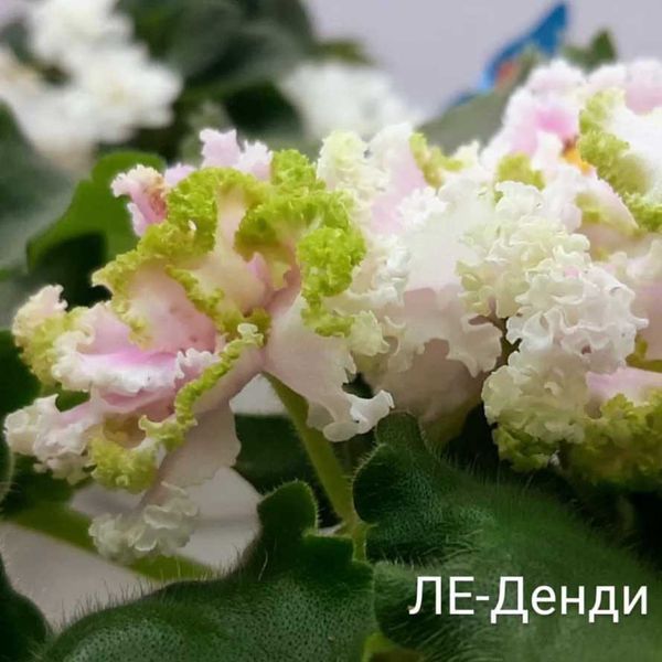 ЛЕ-Денди s146 фото