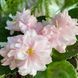 Dumplin' s22d фото 1