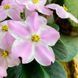 Little Rick m53 фото 12