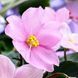 Little Rick m53 фото 8