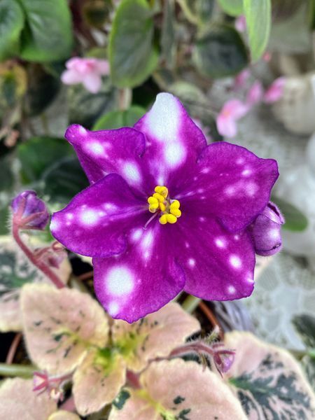 Rivermist Calypso s49 фото