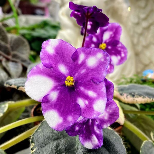 Rivermist Calypso s49 фото