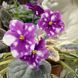 Rivermist Calypso s49 фото 1
