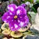 Rivermist Calypso s49 фото 6