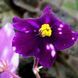 Rivermist Calypso s49 фото 3