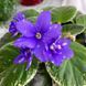 Hunter's Andromeda m285 фото 4