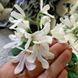 Lunar Lily White m55 фото 6