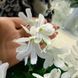 Lunar Lily White m55 фото 8