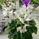 Lunar Lily White m55 фото 3