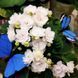 Chanta Mara t10 фото 1