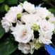 Chanta Mara t10 фото 6