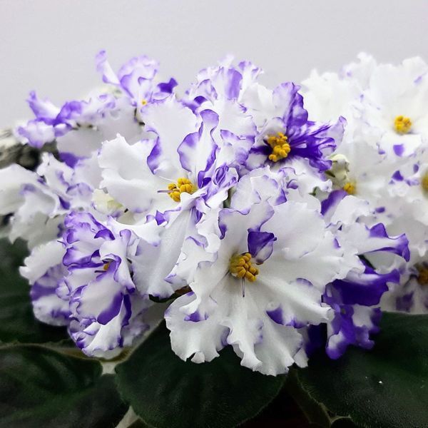 Arctic Frost s3 фото