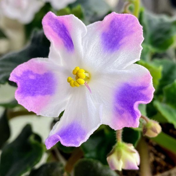 Princess K'Rei s250 фото
