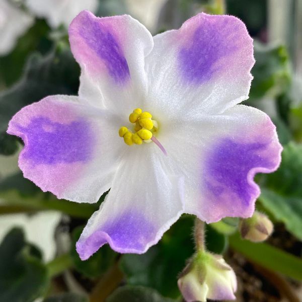 Princess K'Rei s250 фото