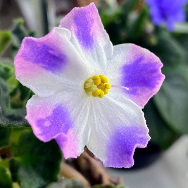 Princess K'Rei s250 фото