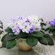 Arctic Frost s3 фото 1