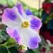 Princess K'Rei s250 фото 4