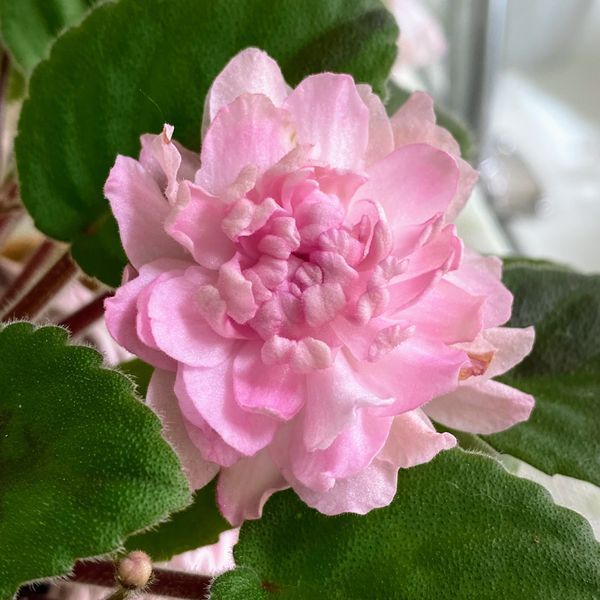 Lituanika Black t110 фото