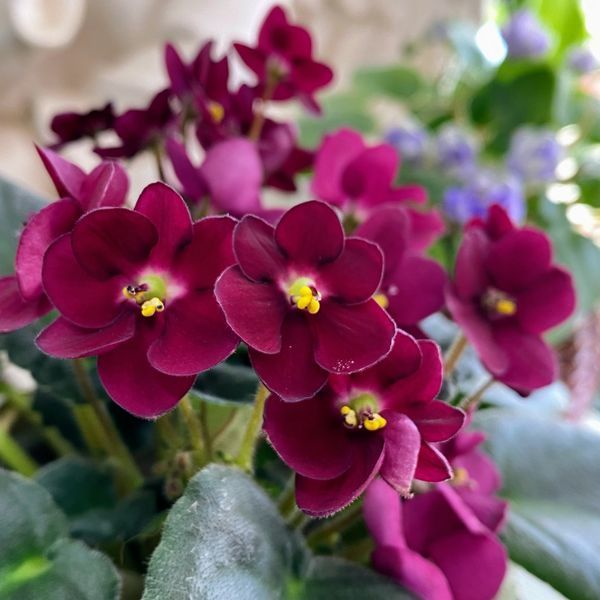Mac's Black Jack m57 фото