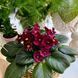 Mac's Black Jack m57 фото 3