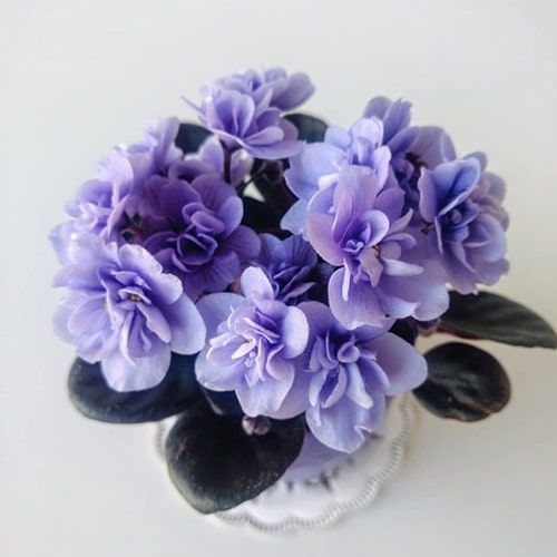 Ballet Loni m8 фото